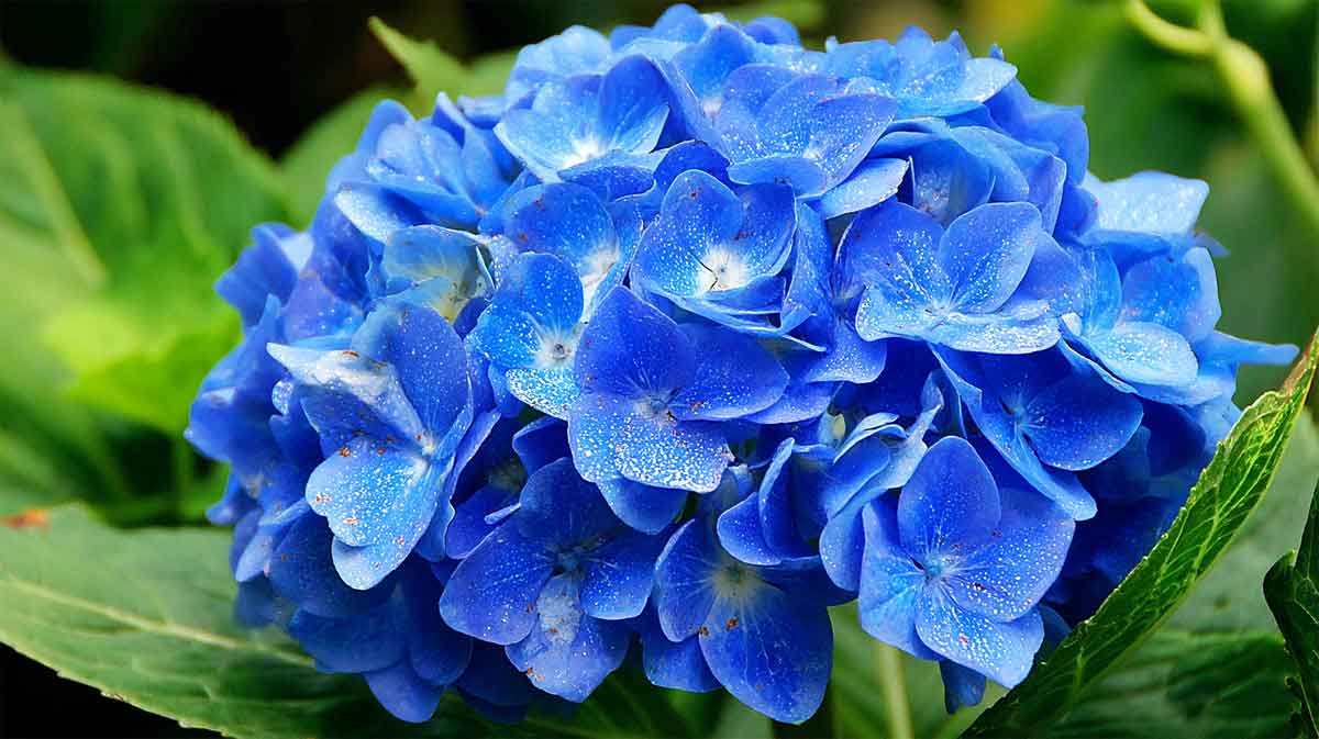 hortensia bleu