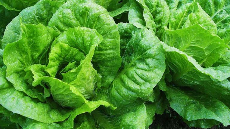laitues
