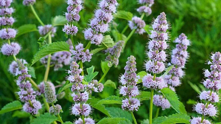 menthe en fleur