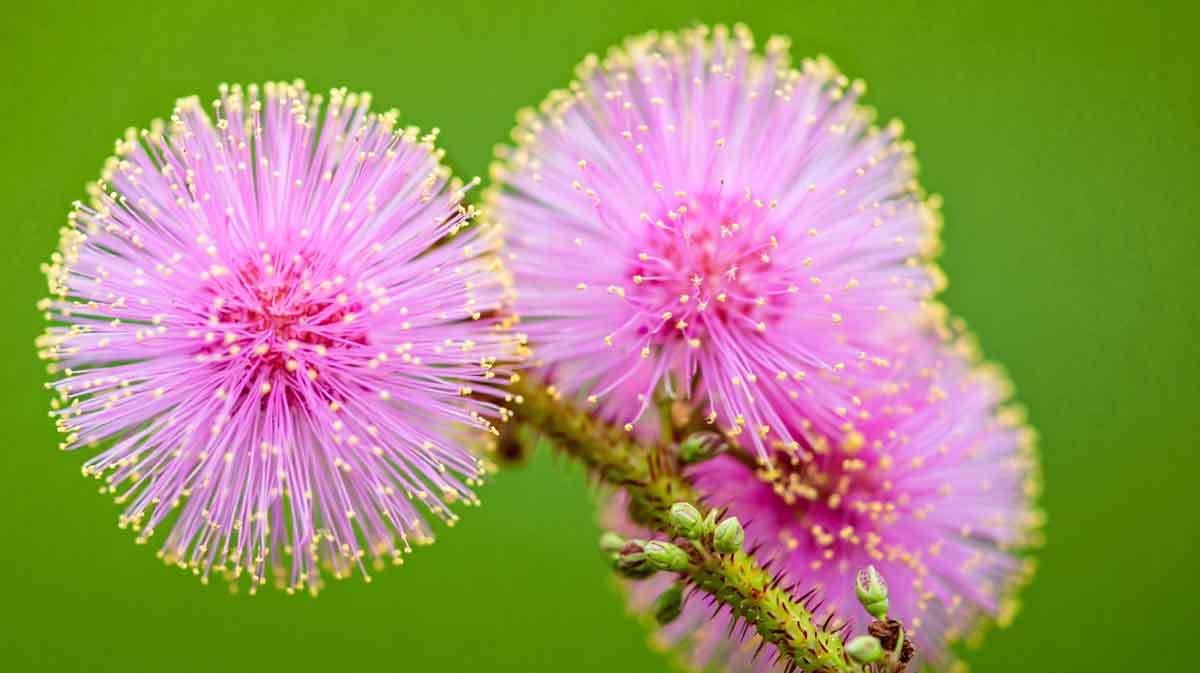 mimosa pudica
