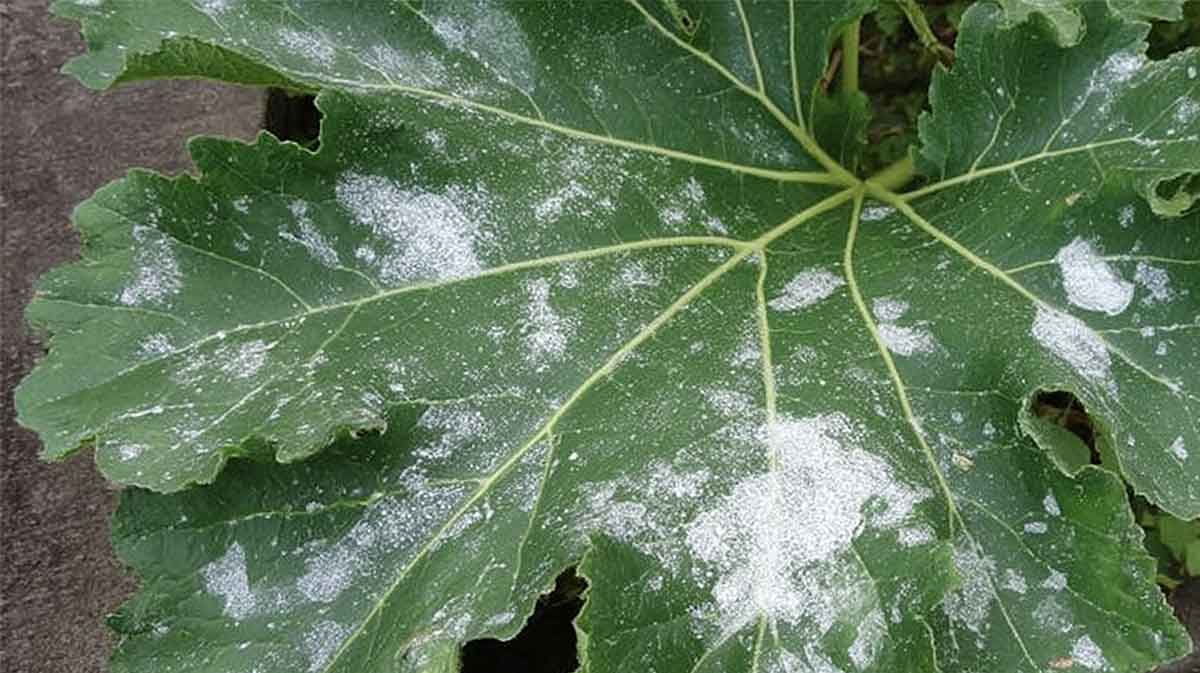 oidium courgette