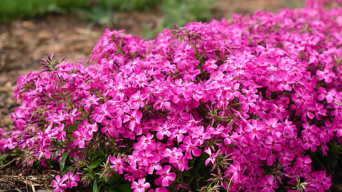 phlox subalata