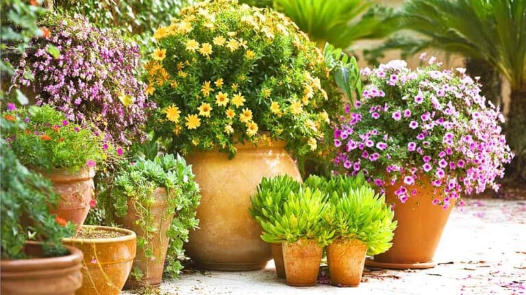 plantes en pot en plein soleil