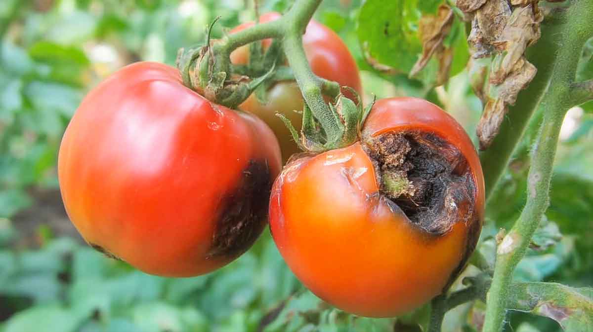 pourriture apicaire tomates
