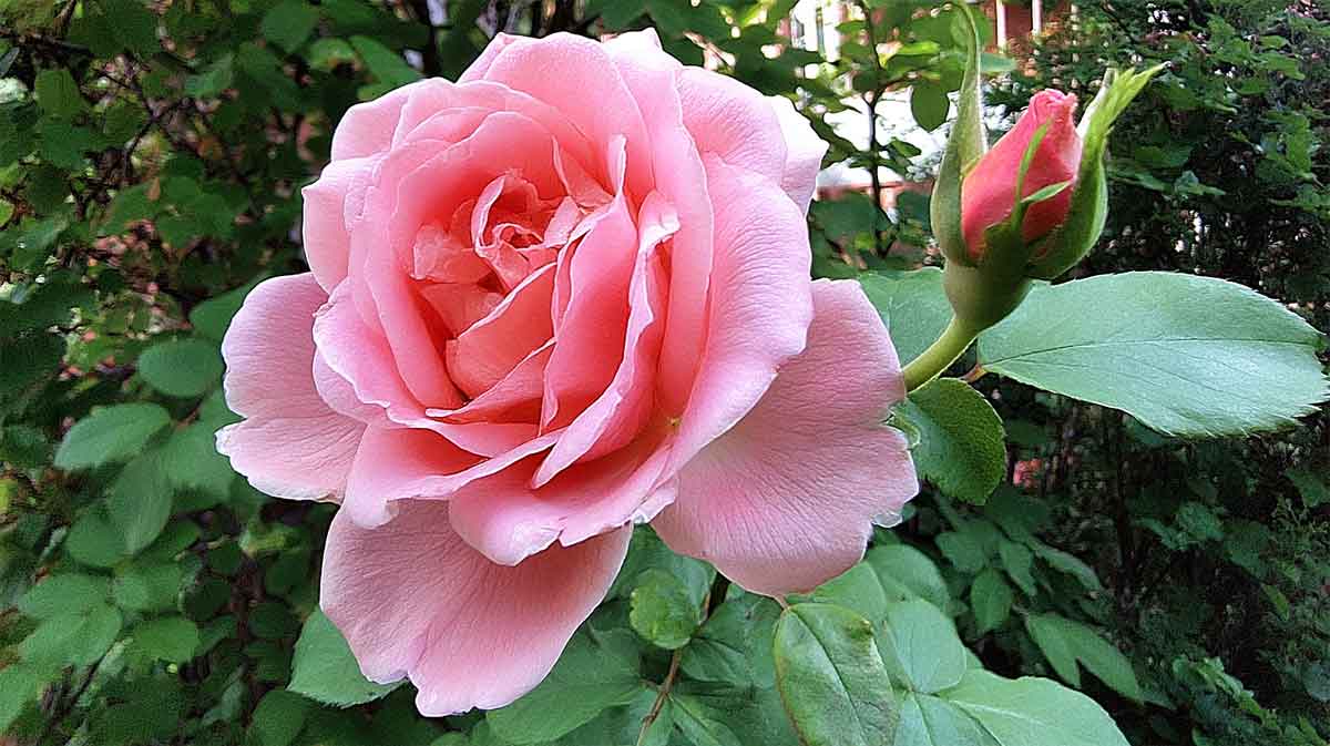 rose anglaise