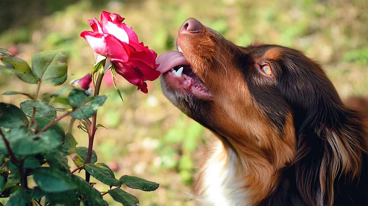 rose et chien