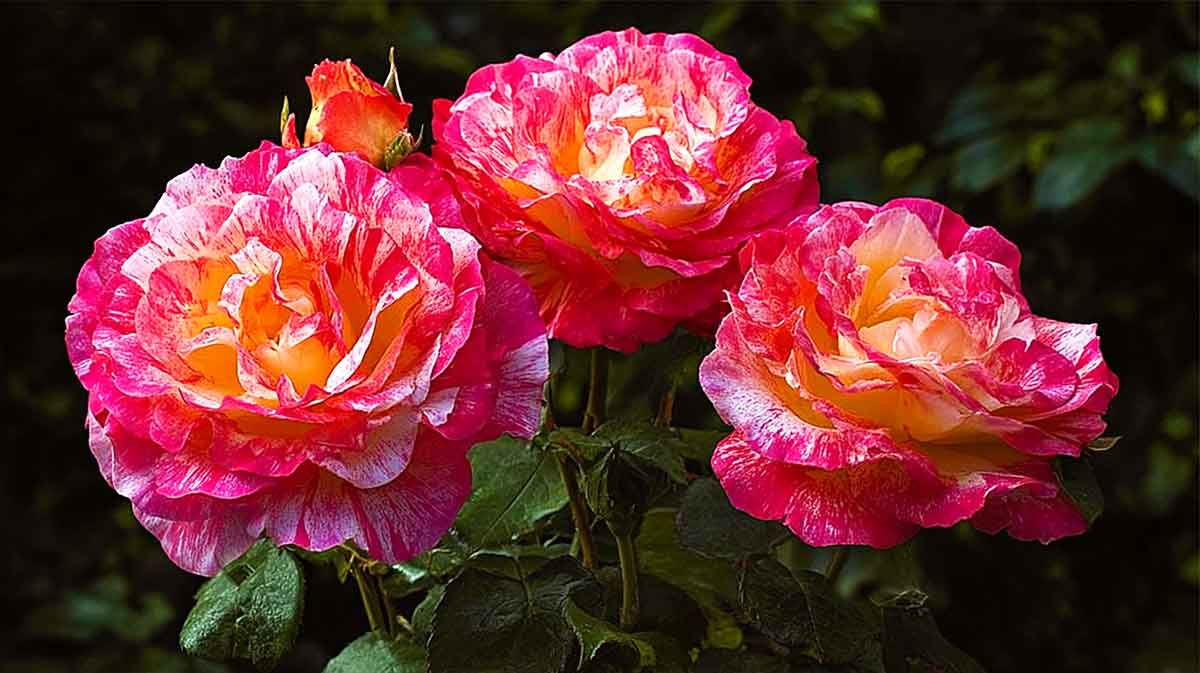 roses resplendissantes
