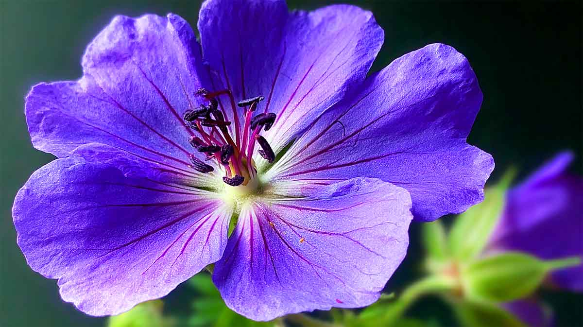 geranium rozanne