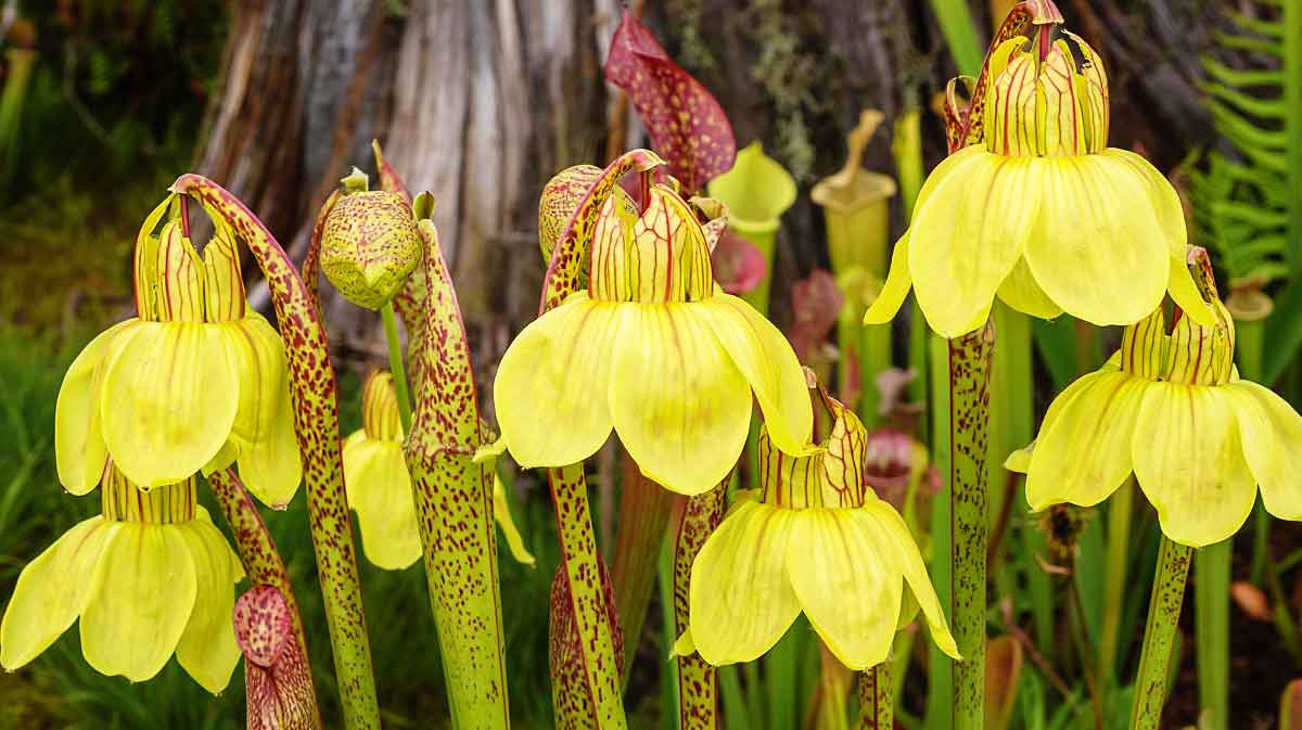 sarracenia