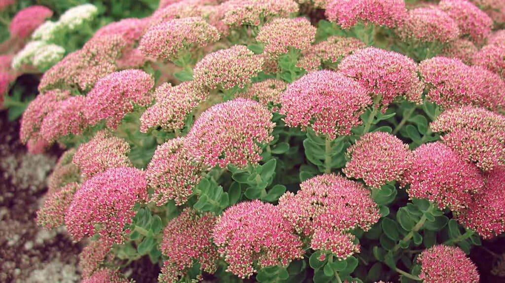 sedum