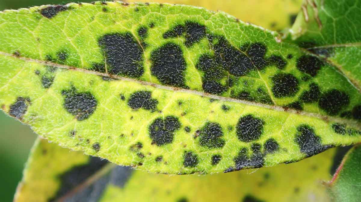 taches noires rosier