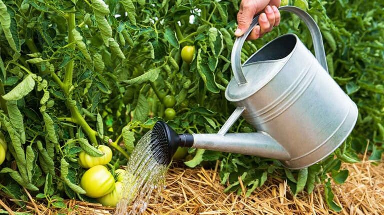 tomates arrosage