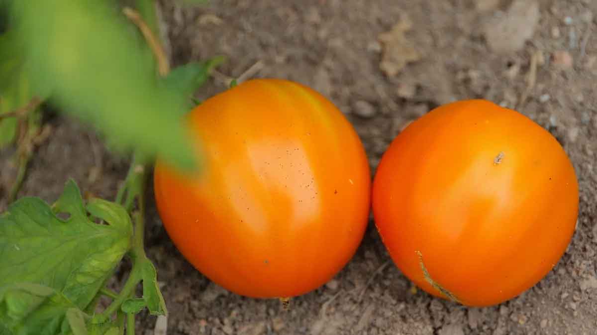 tomates madagascar