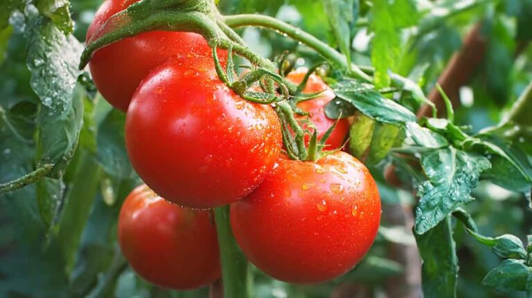 tomates sous la pluie