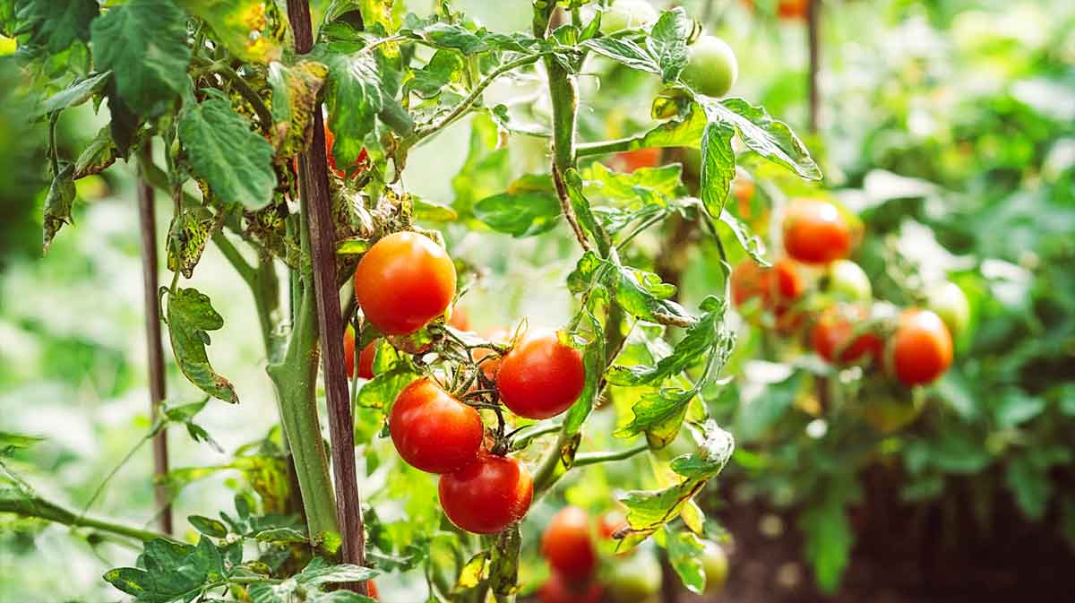 tomates potager
