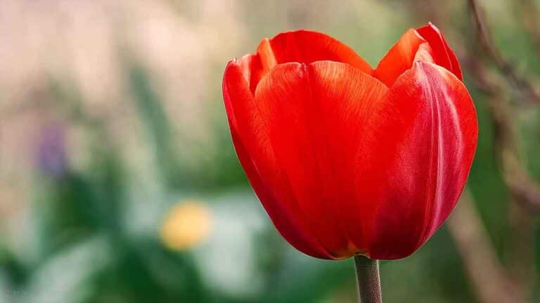 tulipe sublime