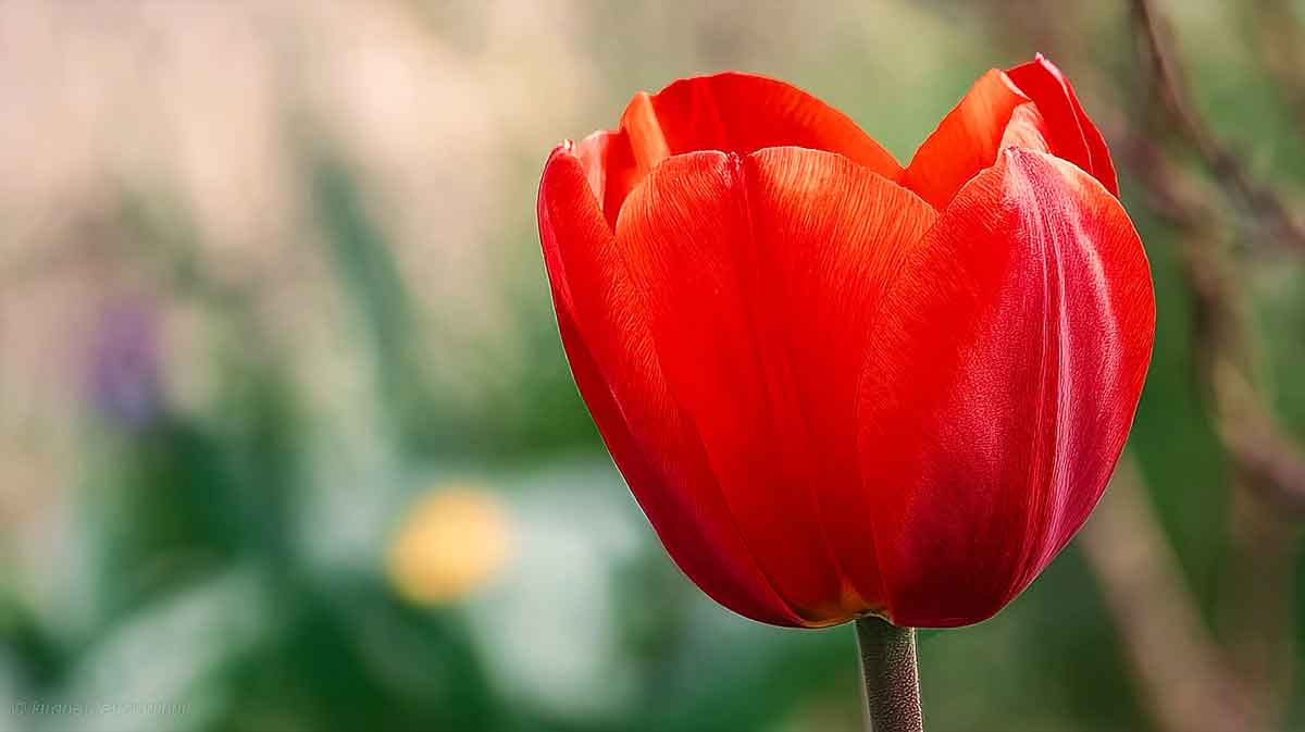 tulipe sublime
