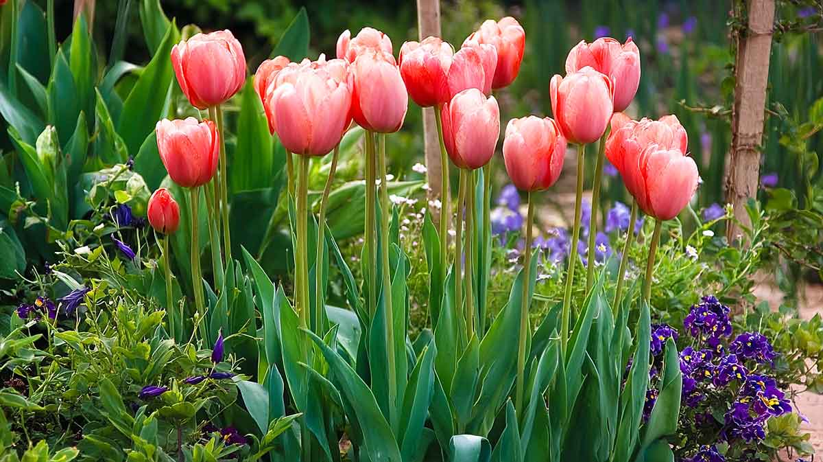 tulipes