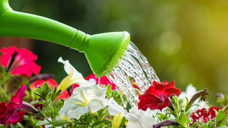 arrosage eau pétillante