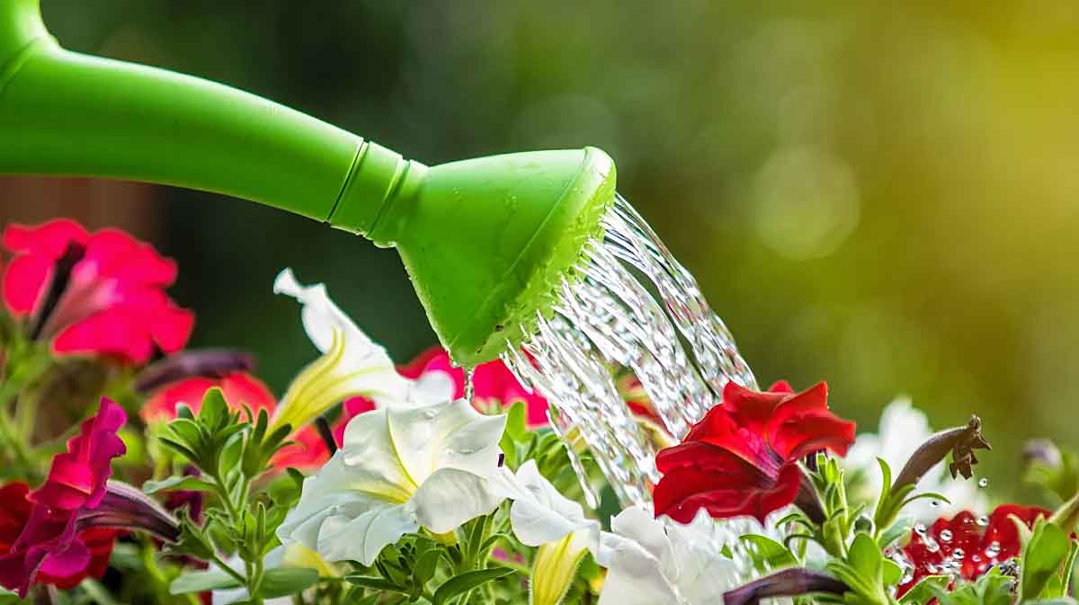 arrosage eau pétillante