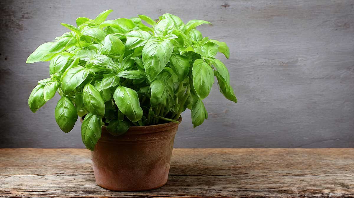 basilic en pot