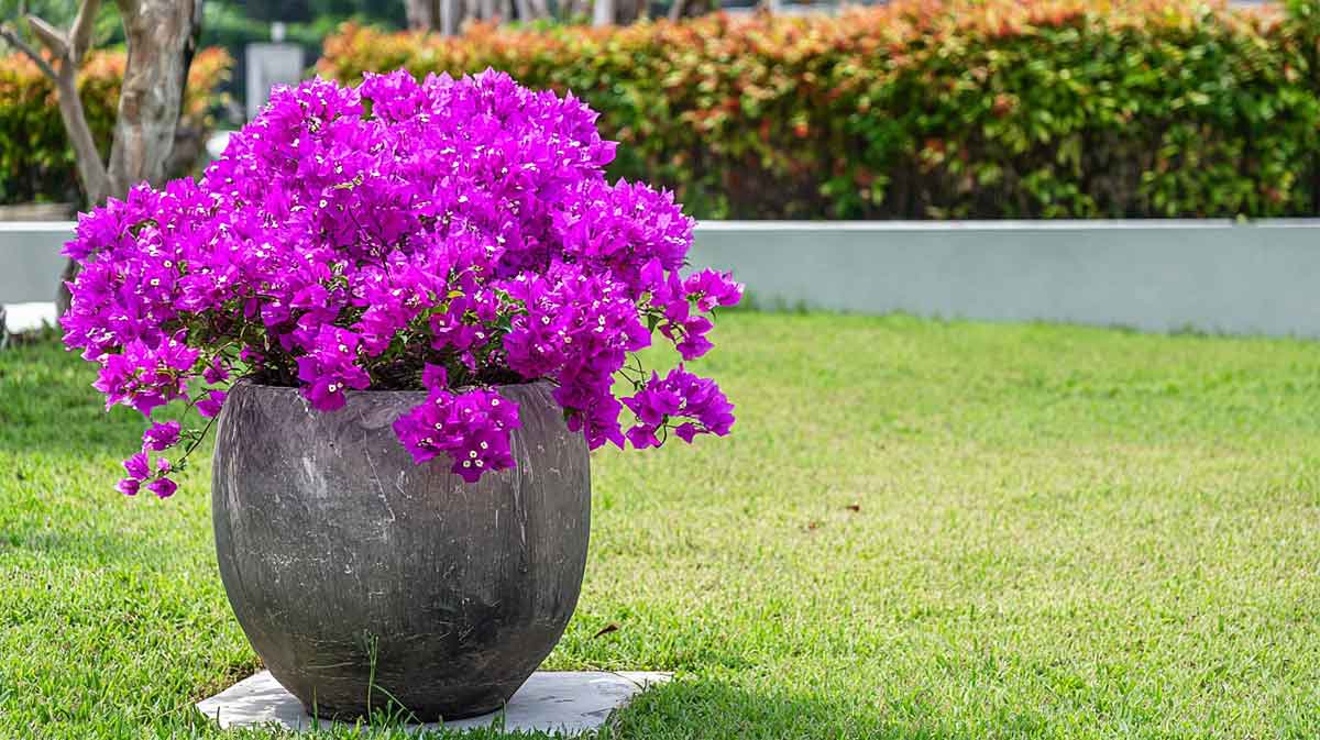 bougainvillier en pot