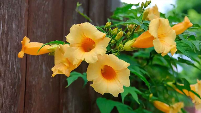 campsis radicans