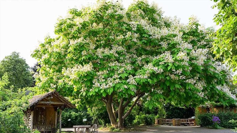 catalpa