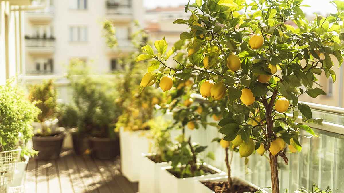citronnier sur balcon