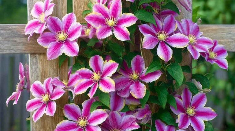 clematite