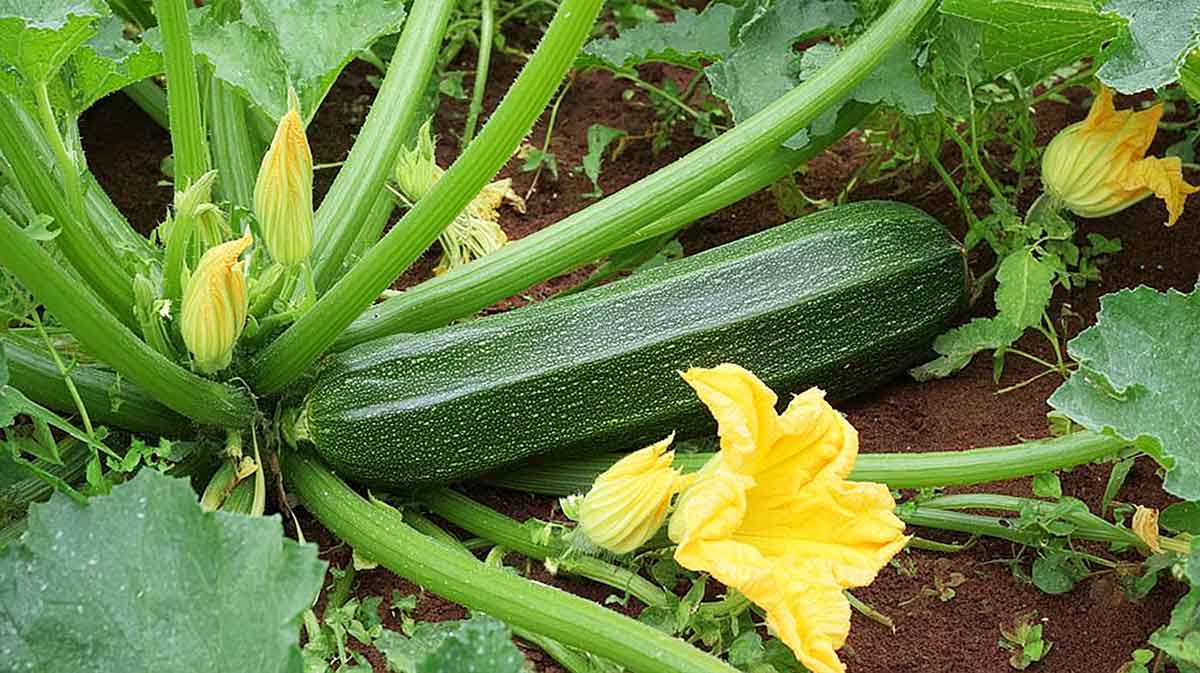 courgette