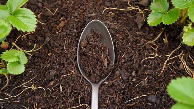 cuillere electroculture