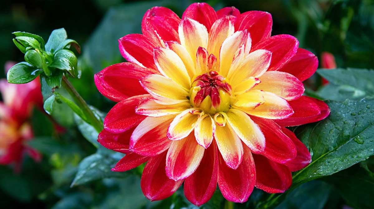 dahlia
