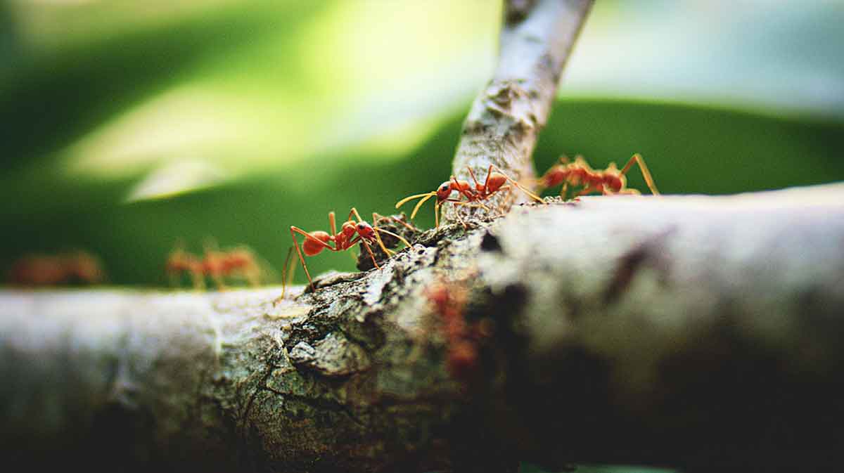 fourmis arbre