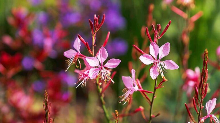 gaura