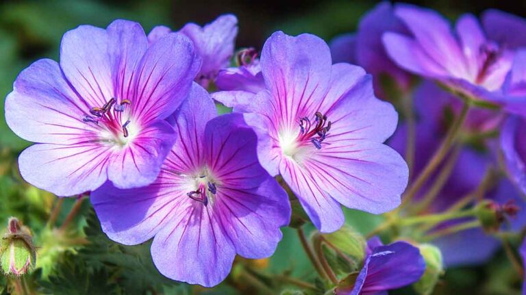 geranium