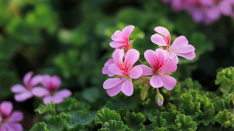 geranium citronnelle