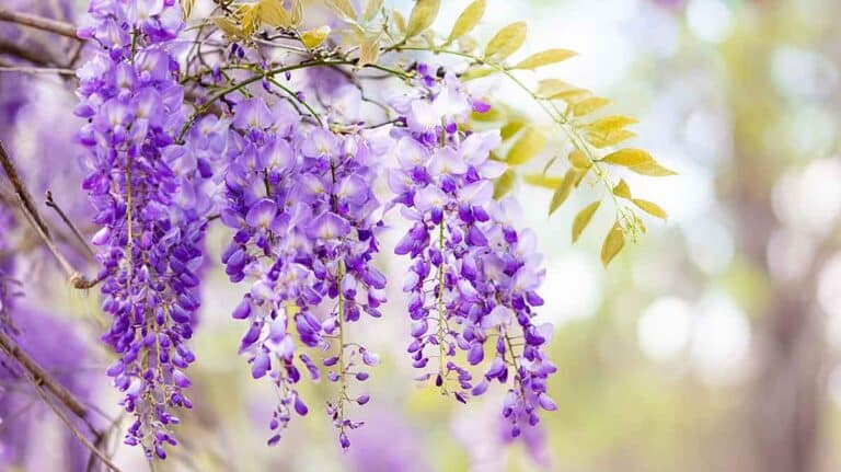glycine