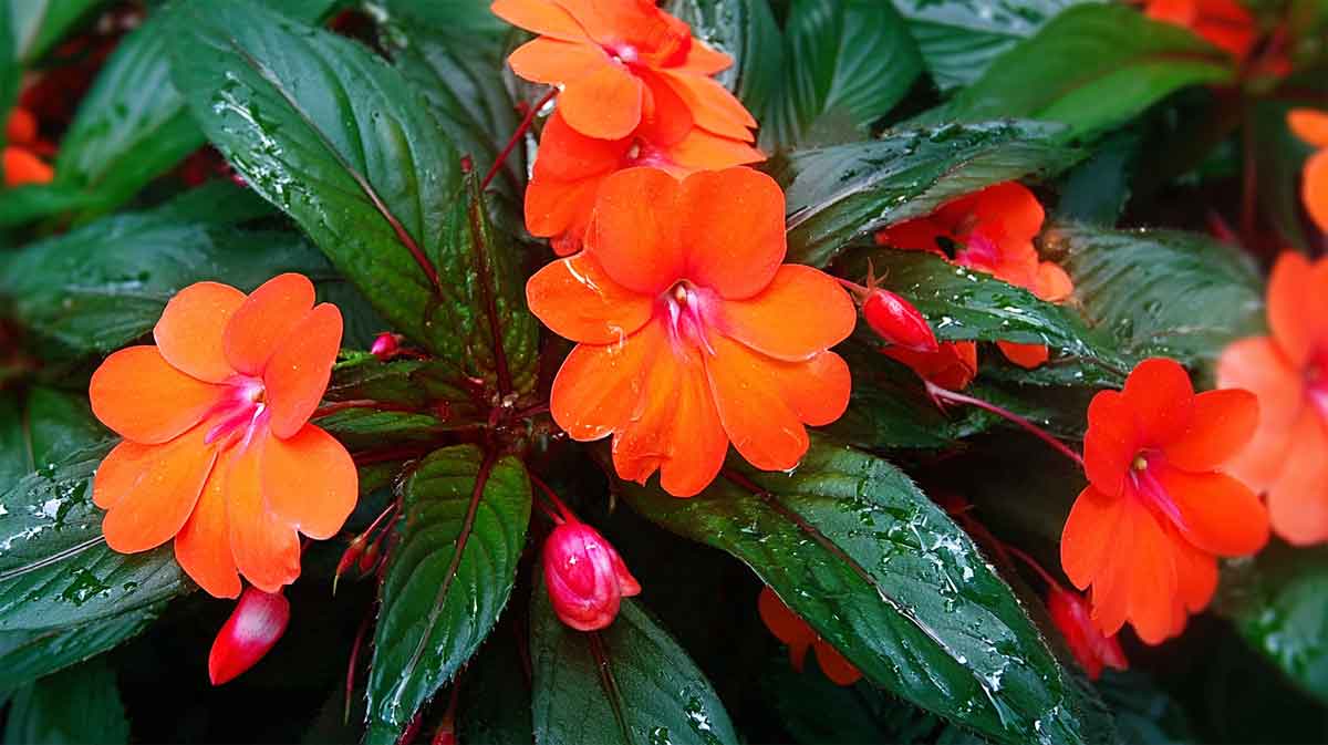 impatiens nouvelle guinee