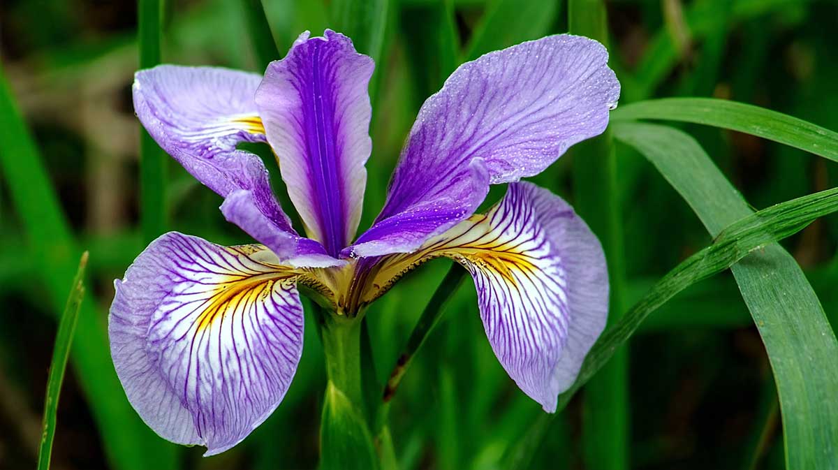 iris
