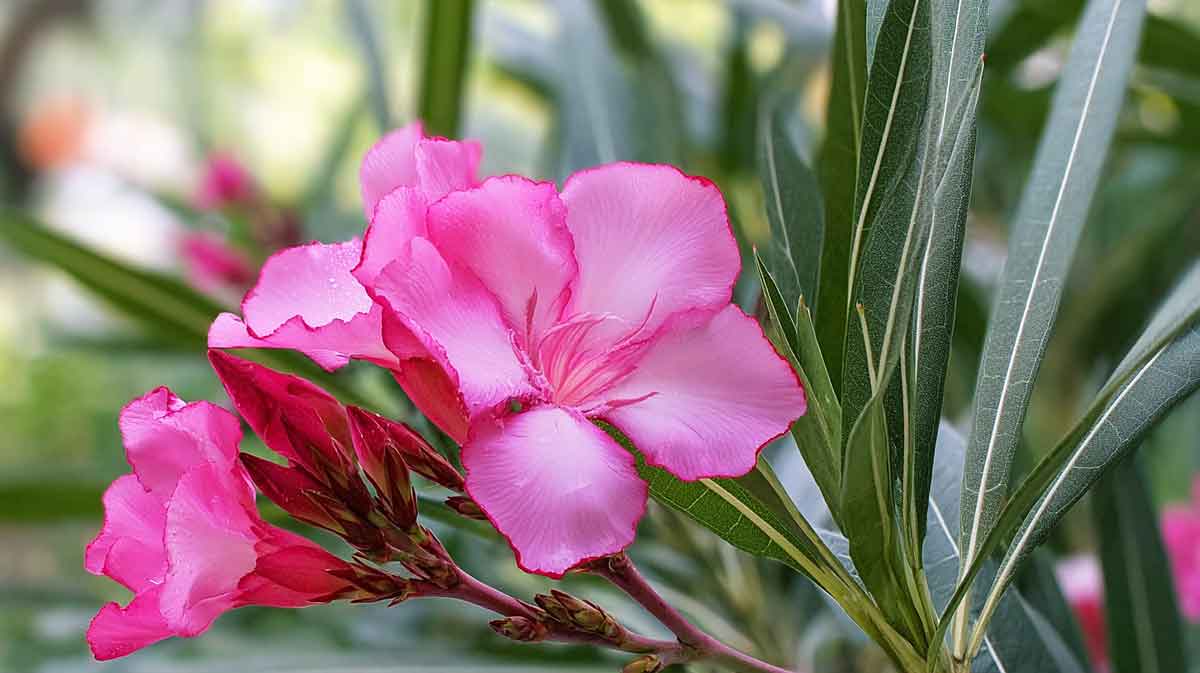 laurier rose mi ombre
