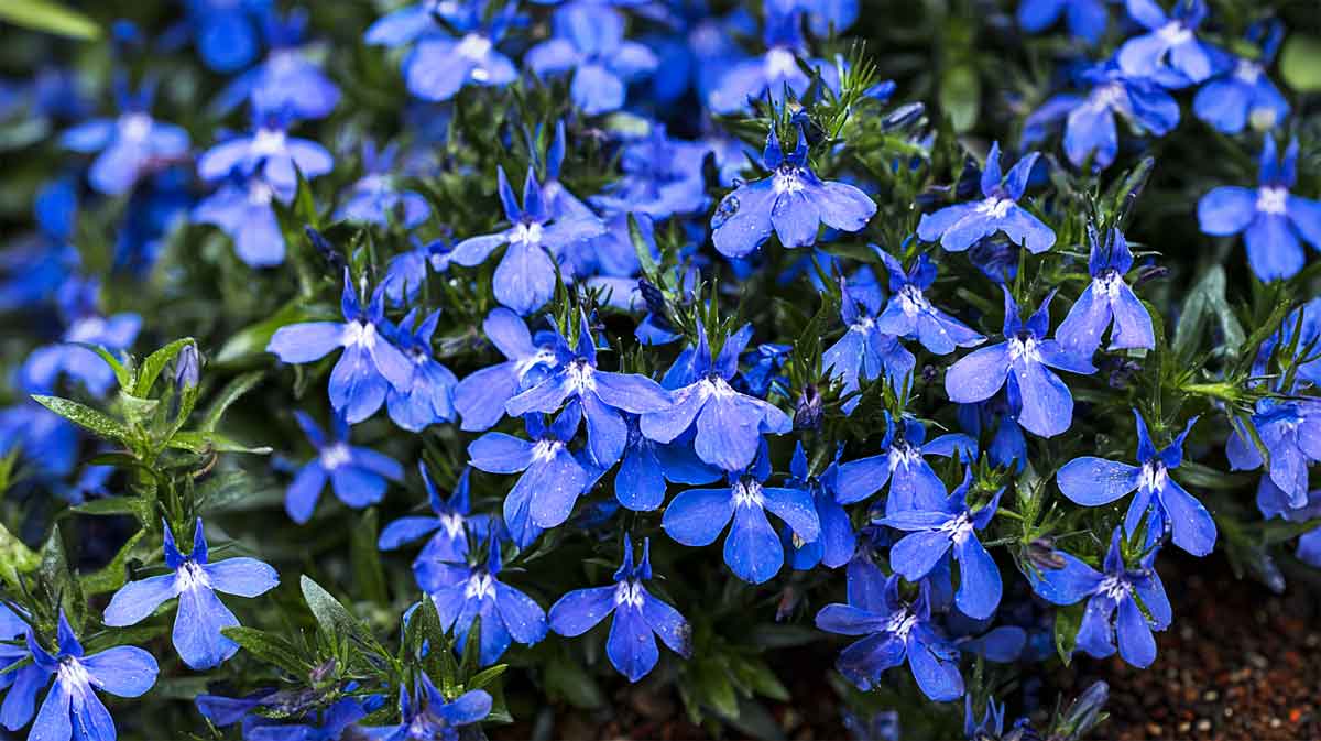 lobelia bleue
