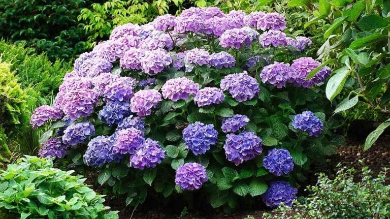 massif hortensia