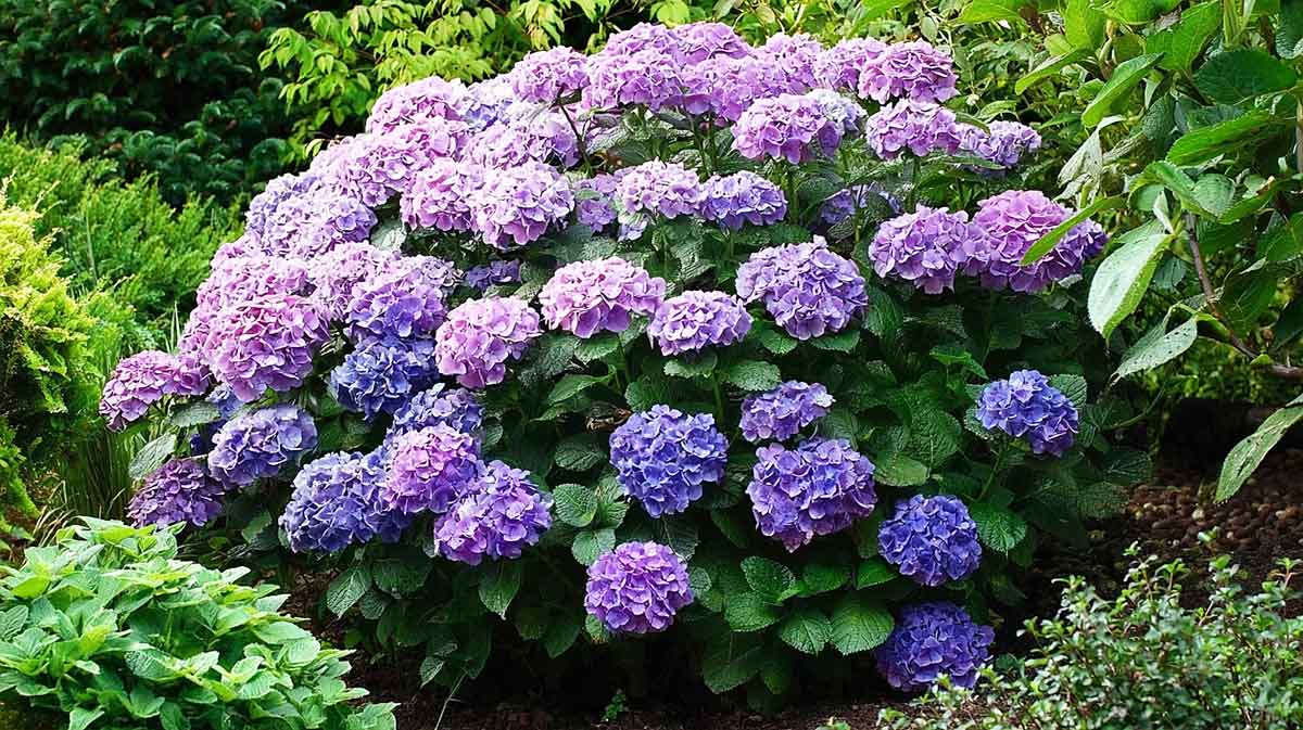 massif hortensia