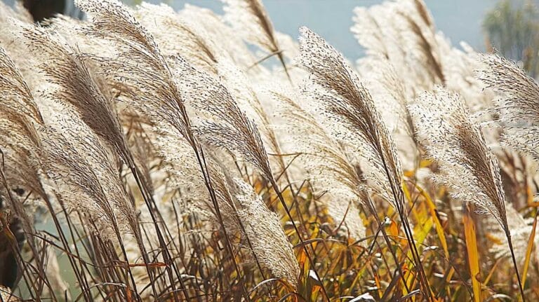 miscanthus sacchariflorus