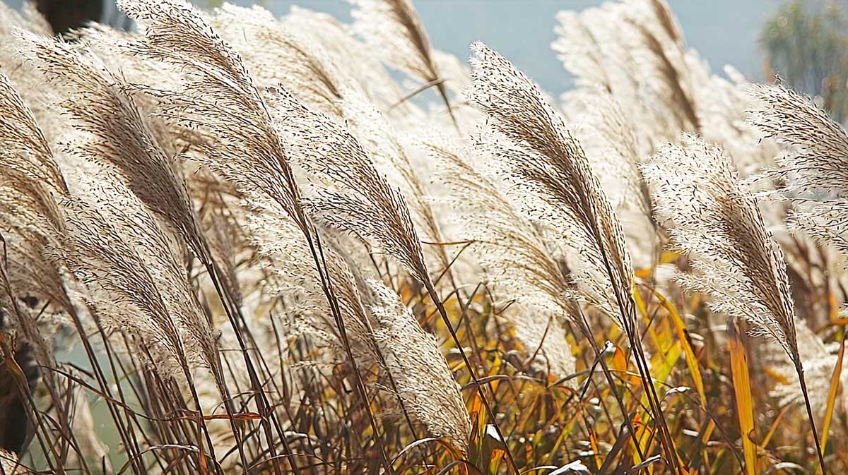 miscanthus sacchariflorus