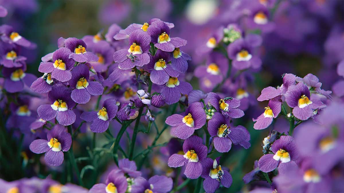 nemesia