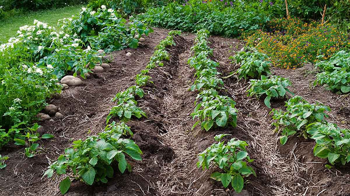 plants de pommes de terre