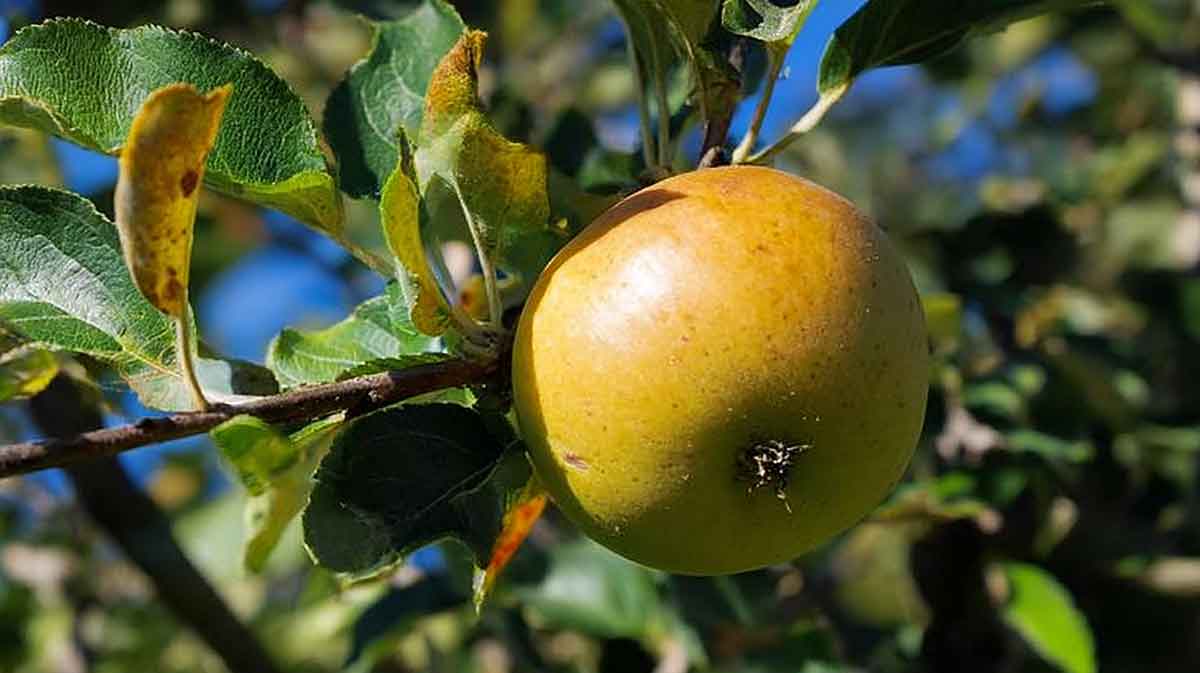 pommier pomme