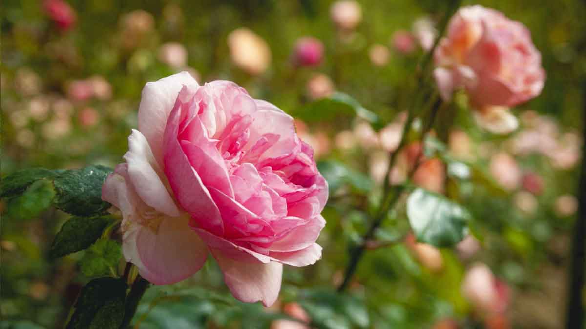 Rosiers sous la chaleur estivale